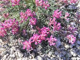 Image result for Astragalus waterfallii