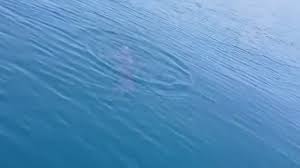 Trend Google: golfo di trieste