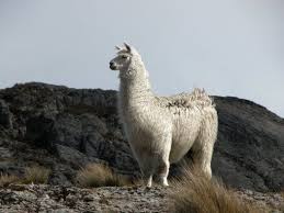 Resultado de imagen para flora fauna y clima de bolivia