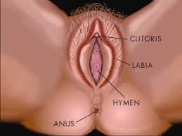 Image result for how to insert male organ into female organ