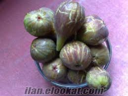 Resultado de imagem para patlican incir