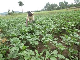 Image result for kilimo cha mbogamboga