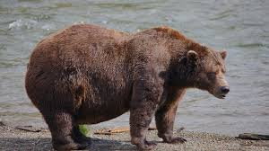 It's the Fat Bear Week finals. Will this be the year 32 Chunk finally wins?
