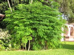 Image result for horseradish tree