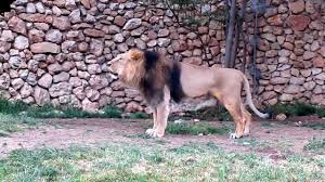 תוצאת תמונה עבור אריות בגן החיות התנכי