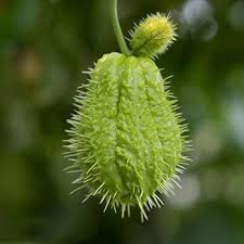 60 de bucăți de semințe de Chayote, plante de legume organice, plante rezistente la iarnă pentru balcon, Sechium Edule, mici cadouri, set de creștere a ghivecelor, legume, plante de balcon, semințe de legume rezistente la iarnă: Amazon.de: Grădină