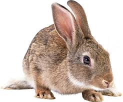 Image result for RABBIT