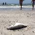 Red tide intrudes on Pinellas visitors' vacations