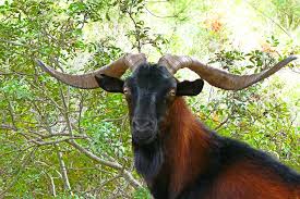 Image result for GOAT