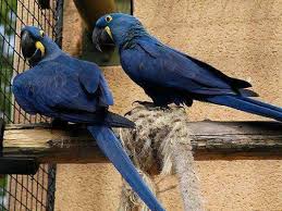 Image result for baby macaw parrot for sale