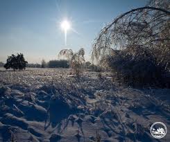 Elk and Deer Endure Winter in the Chernobyl Exclusion Zone