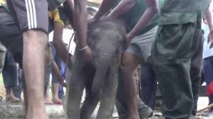 Baby elephant rescued after falling into drain - ABC7 Chicago