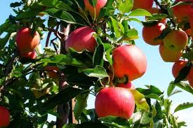 FRUITS TREES ile ilgili görsel sonucu