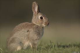 Image result for rabbits