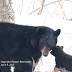 Black Bear, 2 Cubs Become Fodder for Anchorage Shutterbugs