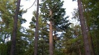 FCC: Taller cell towers in Adirondacks must blend in