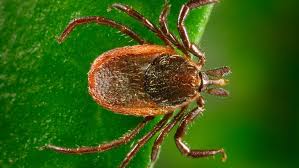 Tick-Borne Diseases: Emerging Threats and Prevention