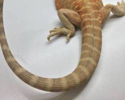 レザーバック フトアゴヒゲトカゲの画像