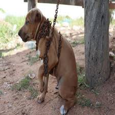 Thủy - In a touching story of empathy and second chances, a once-abandoned puppy found new hope and happiness in a loving home 🐶💖. This beautiful transformation shows the incredible power of