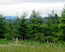 Image of Rural forest