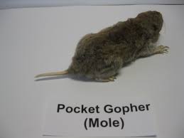 Image result for pocket gophers