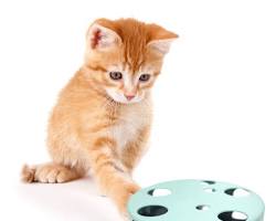 cat playing with a spinning plastic bottle toyの画像