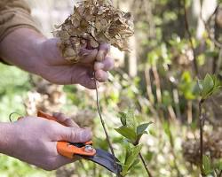 Image de Pruning a hydrangea