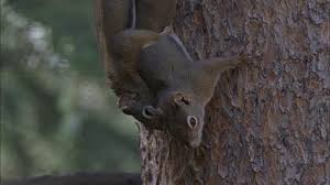 Image result for 2 squirrels in forest images