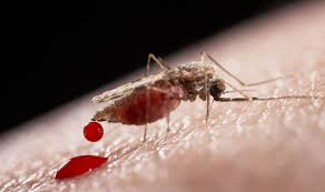 Image result for ZIKA VIRUS