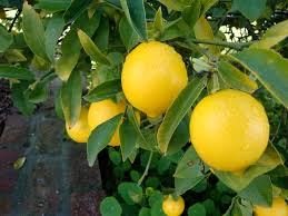Image result for lemon