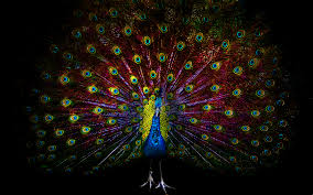 Image result for beautifull image