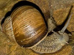 Image result for snail image