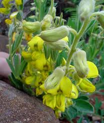 Image result for Crotalaria valida