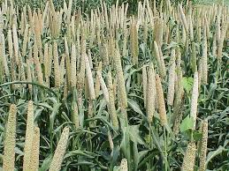 Image result for MILLET