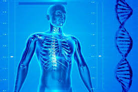Resultado de imagen para cuerpo humano