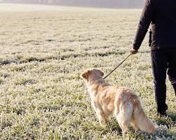 Image de Person Walking a Dog