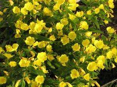Spring-time buttercups on Pinterest | Persian Buttercup, Fields ... via Relatably.com