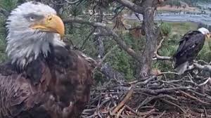 Bald eagle Shadow spotted with KD1 days after Jackie's death, leaving fans chirping