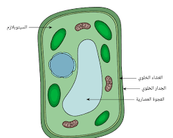 Image of الفجوة الخلوية في الخلية النباتية