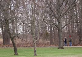 Toledo Mayoral Primary Results and Metroparks Levy Approval