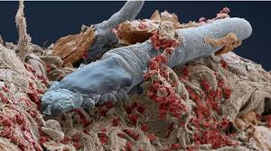 Resultado de imagen de parasitos microscopicos