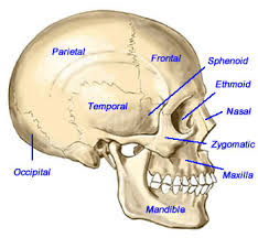 Billedresultat for cranial bones