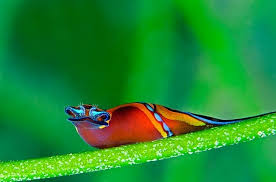 Los nudibranquios, increibles