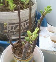 Resultado de imagem para patlican incir