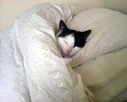 cat lying in a comfortable bedの画像