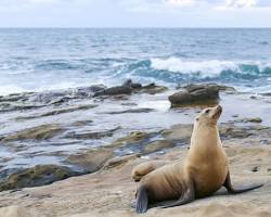 Image of La Jolla Cove, San Diego with seals