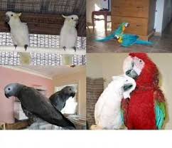 Image result for baby macaw parrot for sale