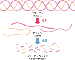 コラーゲンの分子構造の画像