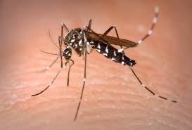 Outbreak Alert: West Nile Virus Detected in Palo Alto and Stanford Regions - 1