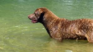 Image result for "Chesapeake bay retriever"